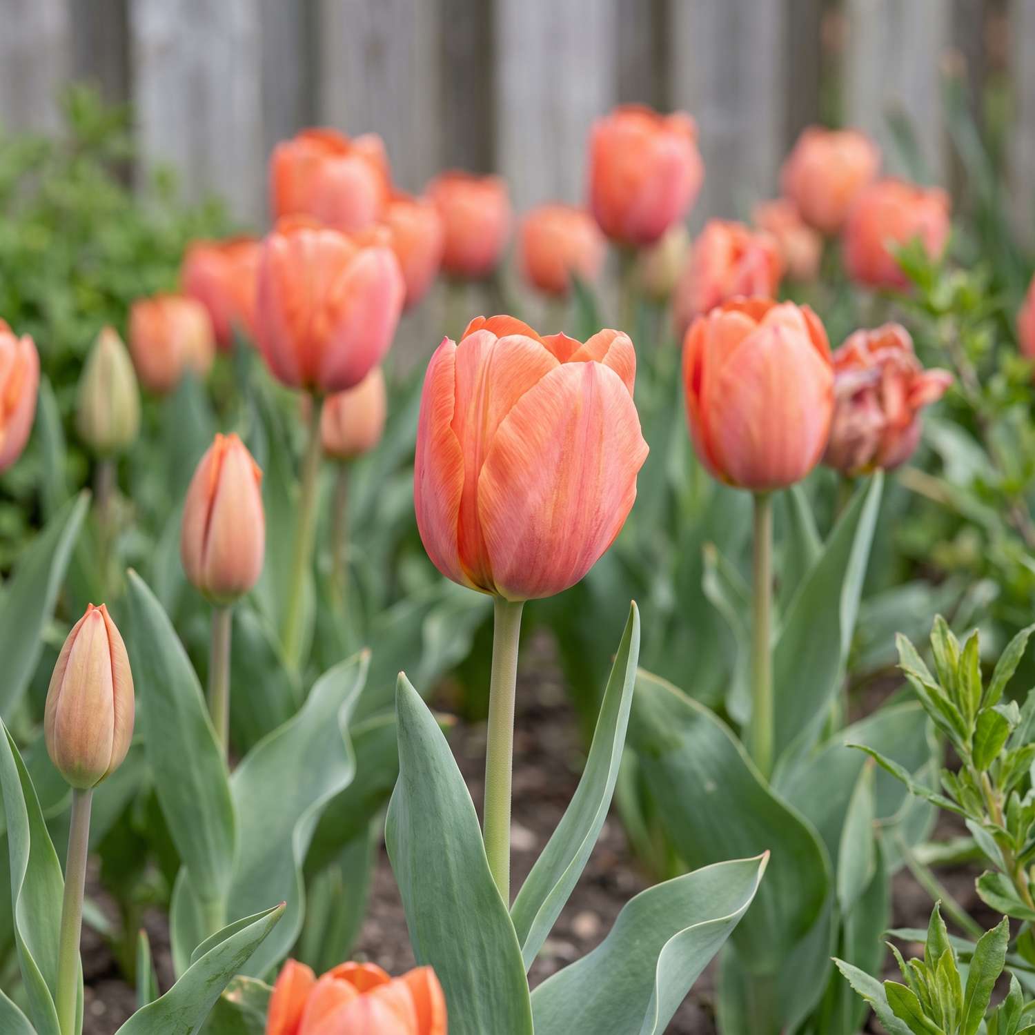 Tulipan 'Orange van Eijk'